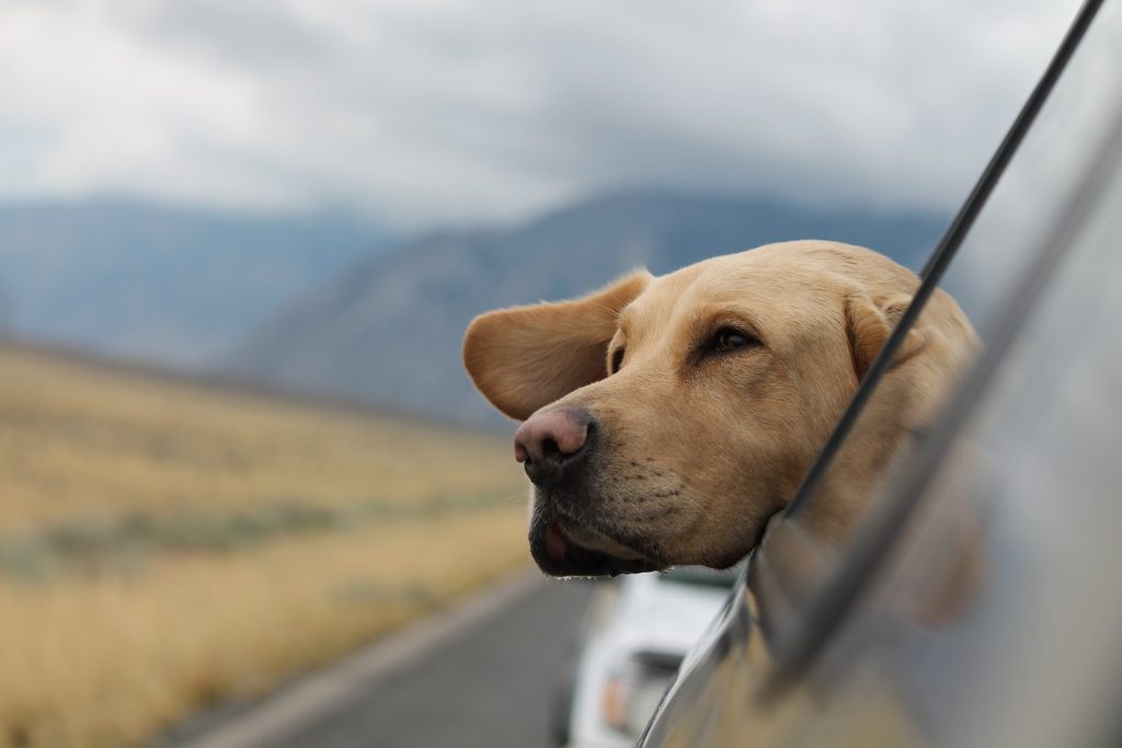 Perro labrador sacando su cabeza por la ventana de un auto