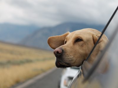 ¿Es recomendable viajar con perros en auto?