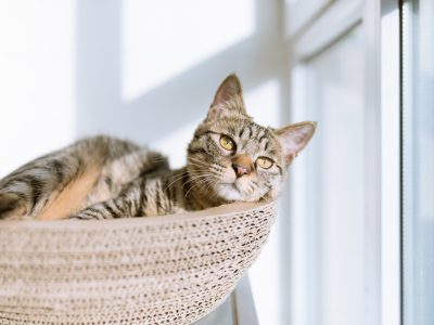 5 enfermedades comunes de los gatos