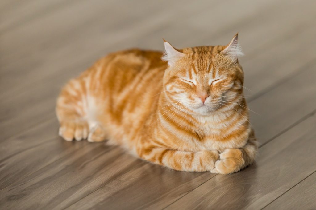 gato anaranjado sentado en el piso