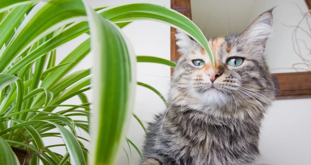 Gato gris mirando planta de hojas largas y verdes