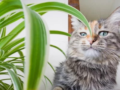 7 plantas tóxicas para gatos y perros