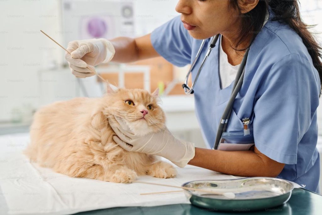 Gato siendo atendido en veterinaria