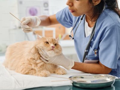 ¿Cómo llevar a un gato al veterinario?