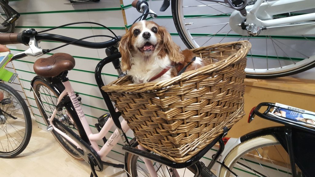 Perro marron y blanco en canasta de bicicleta con lengua afuera