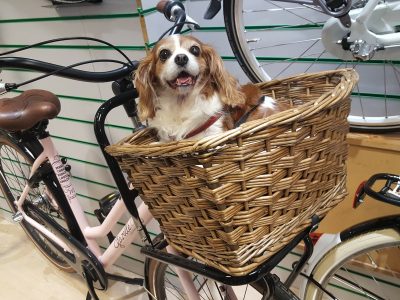 Cómo llevar a un perro en bicicleta