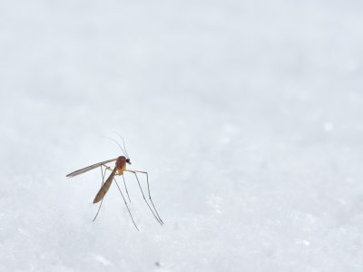 Cómo prevenir el dengue: las 10 medidas más efectivas