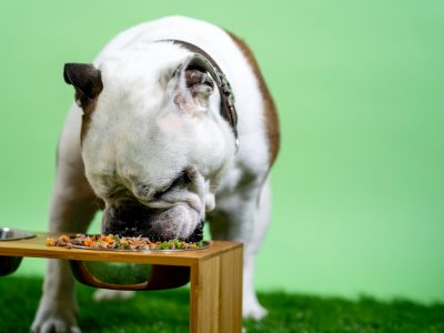 ¿Qué vegetales pueden comer los perros?