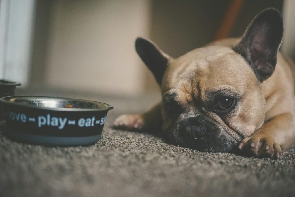 Bulldog frances mirado a cámara con plato comida al lado