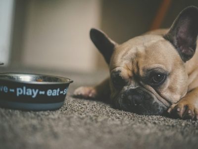 Conocé los alimentos prohibidos para tu perro