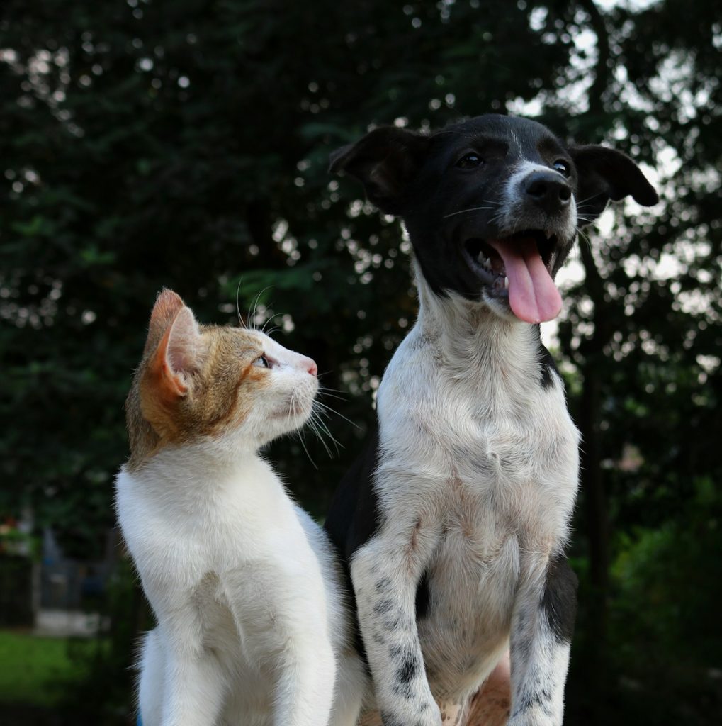 PERRO Y GATO